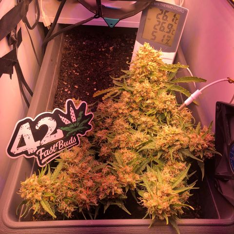 Latifa.2 growlog timeline photo