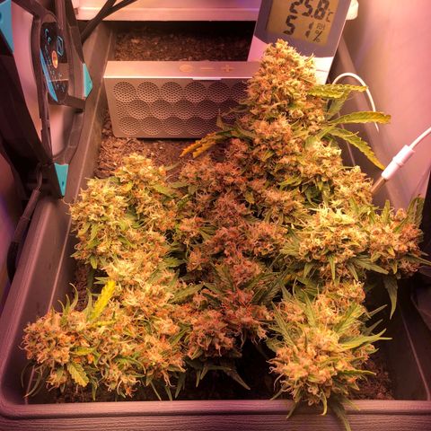 Latifa.2 growlog timeline photo