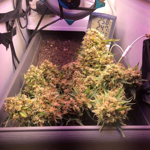 Latifa.2 growlog timeline photo