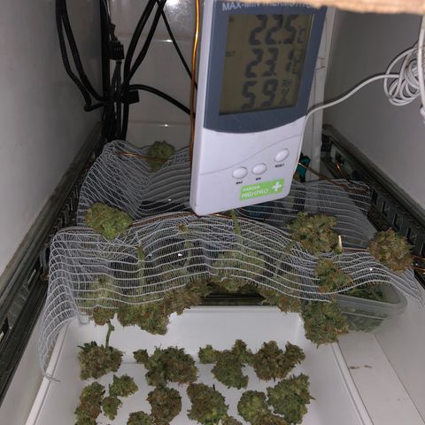 Latifa.2 growlog timeline photo