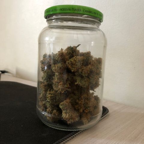 Latifa.2 growlog timeline photo