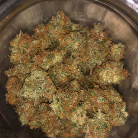 Latifa.2 growlog timeline photo