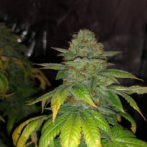 Crumpets growlog timeline photo