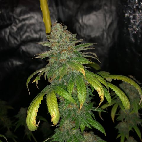 Crumpets growlog timeline photo