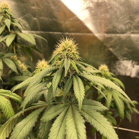 Crumpets growlog photo: Day 21 flower