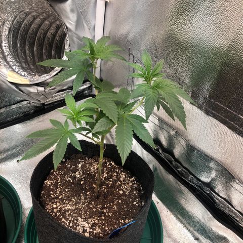 Crumpets growlog timeline photo