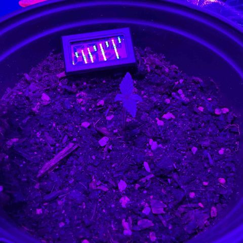 cookies and cream growlog timeline photo
