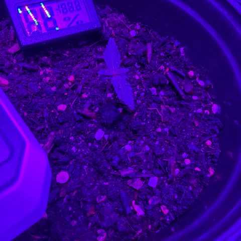 cookies and cream growlog timeline photo