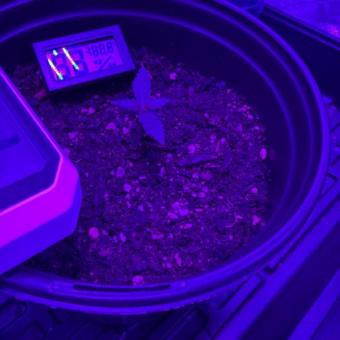 cookies and cream growlog timeline photo