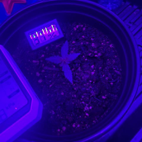 cookies and cream growlog timeline photo