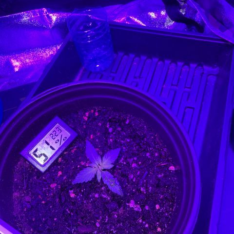 cookies and cream growlog timeline photo