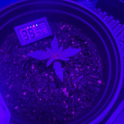 cookies and cream growlog timeline photo