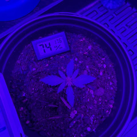 cookies and cream growlog timeline photo