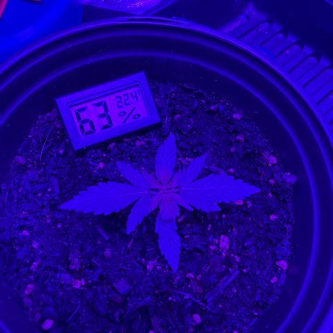cookies and cream growlog timeline photo
