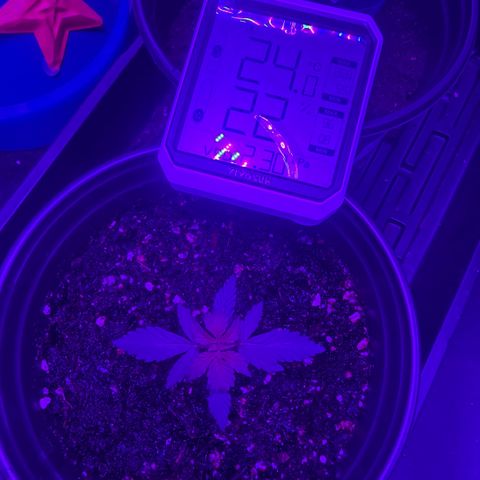 cookies and cream growlog timeline photo