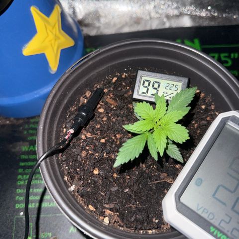 cookies and cream growlog timeline photo