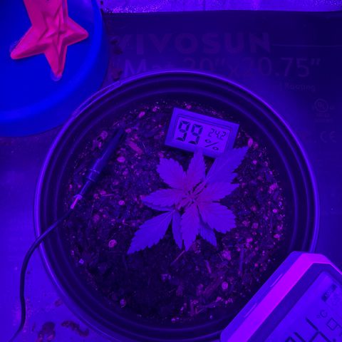 cookies and cream growlog timeline photo