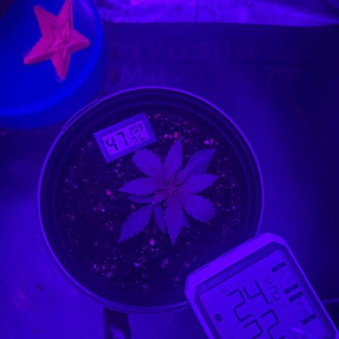 cookies and cream growlog timeline photo
