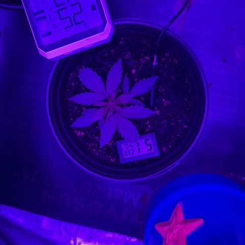 cookies and cream growlog timeline photo