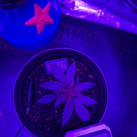 cookies and cream growlog timeline photo