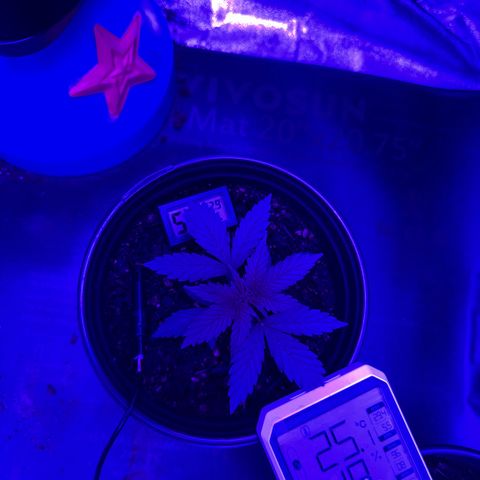 cookies and cream growlog timeline photo