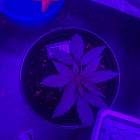 cookies and cream growlog timeline photo