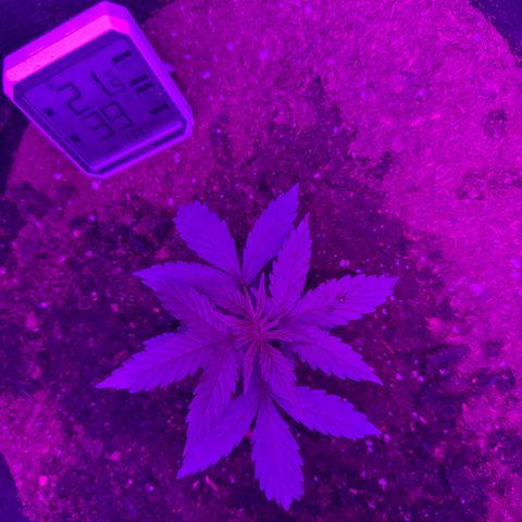 cookies and cream growlog timeline photo