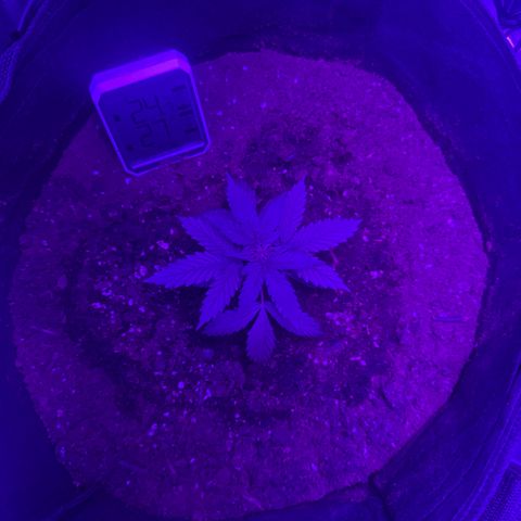 cookies and cream growlog timeline photo