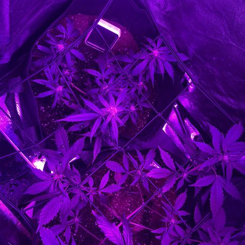 cookies and cream growlog timeline photo