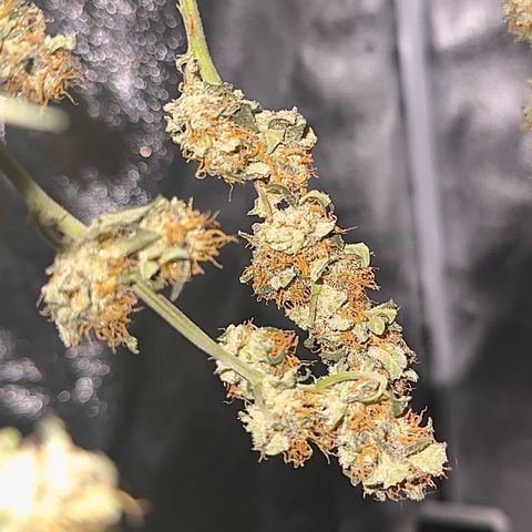 cookies and cream growlog photo: drying
