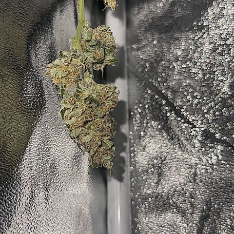 cookies and cream growlog photo: drying