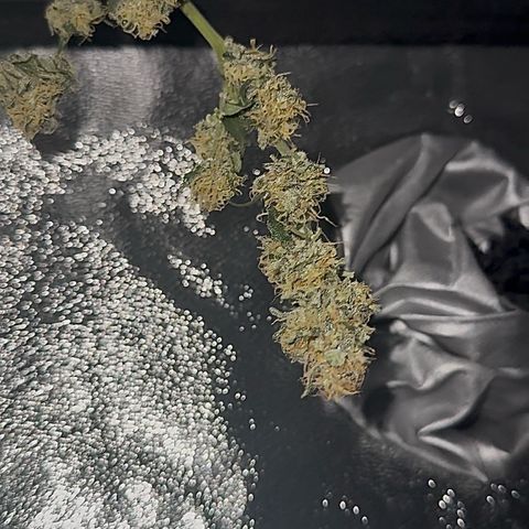 cookies and cream growlog photo: drying