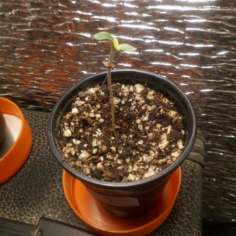 Planta 1 growlog timeline photo
