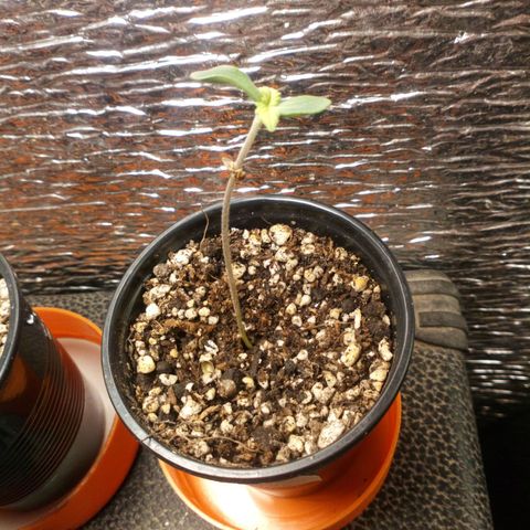 Planta 1 growlog timeline photo
