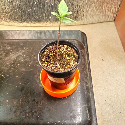 Planta 1 growlog timeline photo