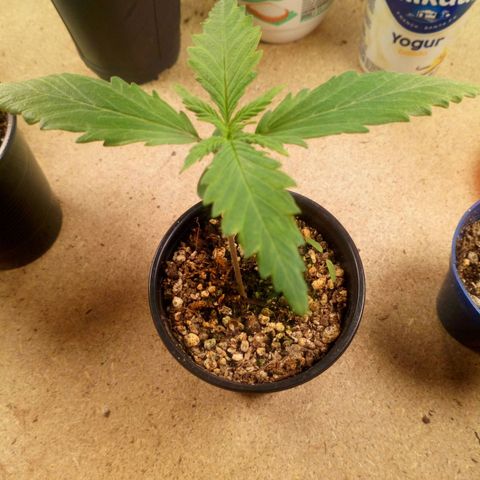 Planta 1 growlog timeline photo