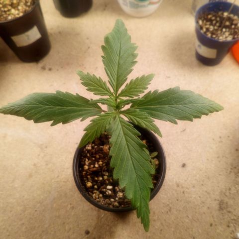 Planta 1 growlog timeline photo