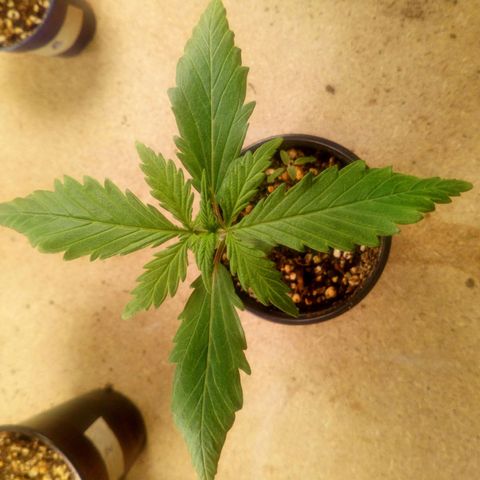 Planta 1 growlog timeline photo