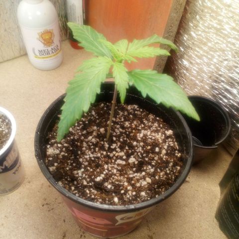 Planta 1 growlog photo: Trasplante realizado
