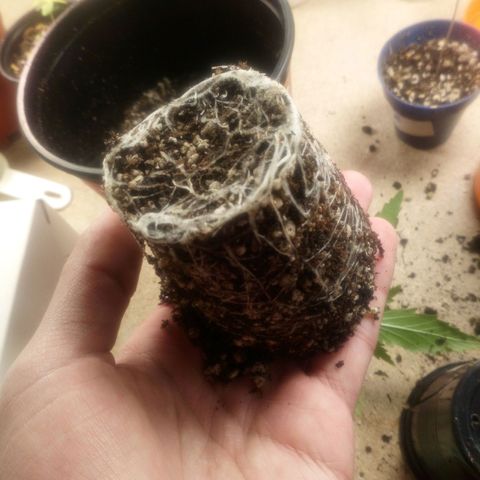 Planta 1 growlog photo: Raíces antes del trasplante. 