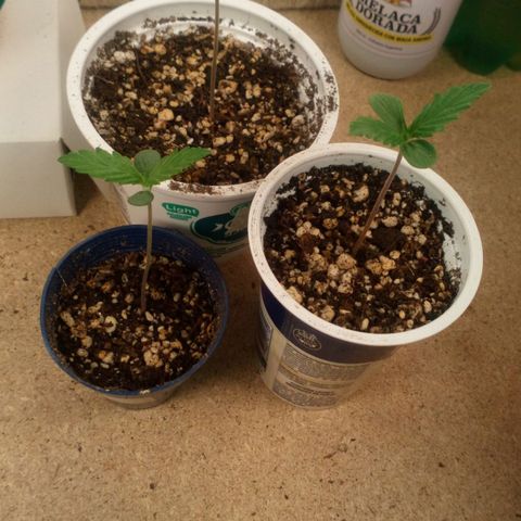 Planta 1 growlog timeline photo