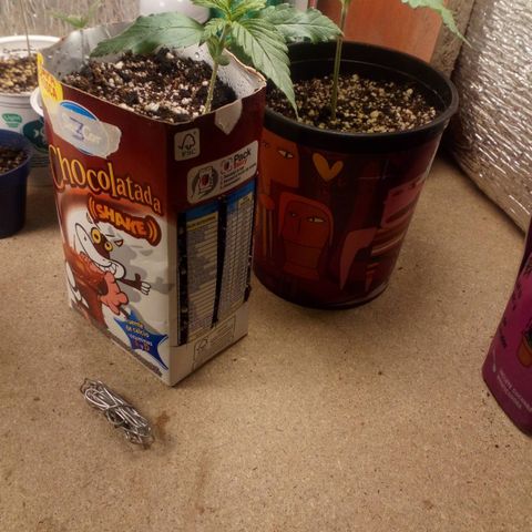 Planta 1 growlog timeline photo