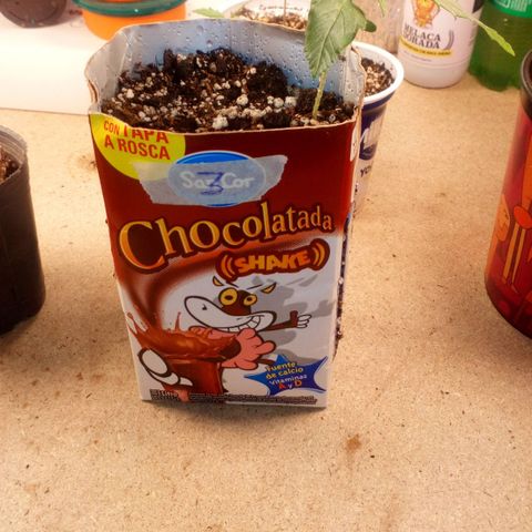 Planta 1 growlog timeline photo