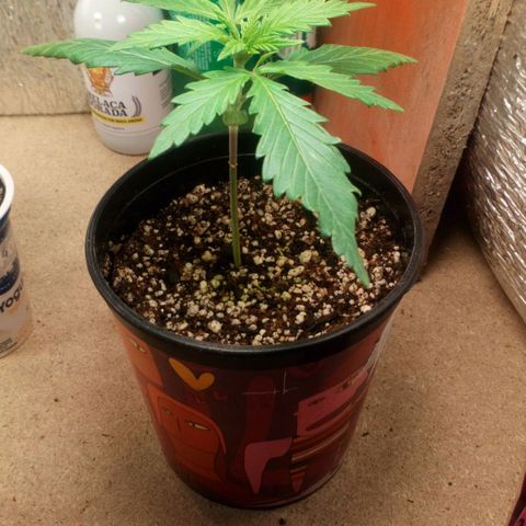 Planta 1 growlog timeline photo