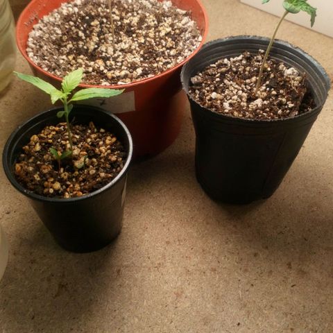 Planta 1 growlog timeline photo