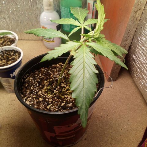Planta 1 growlog timeline photo
