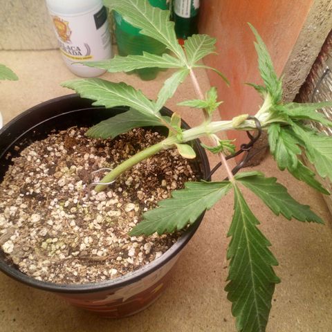 Planta 1 growlog photo: Poda de 1 hoja para permitir mayor luz