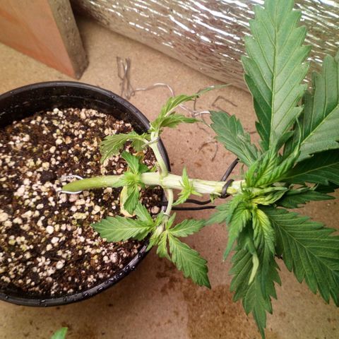 Planta 1 growlog photo: LST a 2 ramitas y poda de 3 chalas