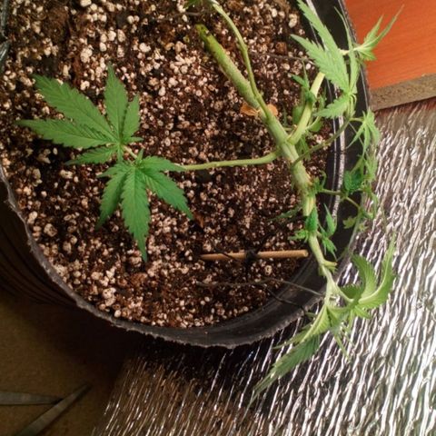 Planta 1 growlog timeline photo