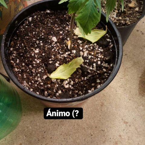 Planta 1 growlog timeline photo